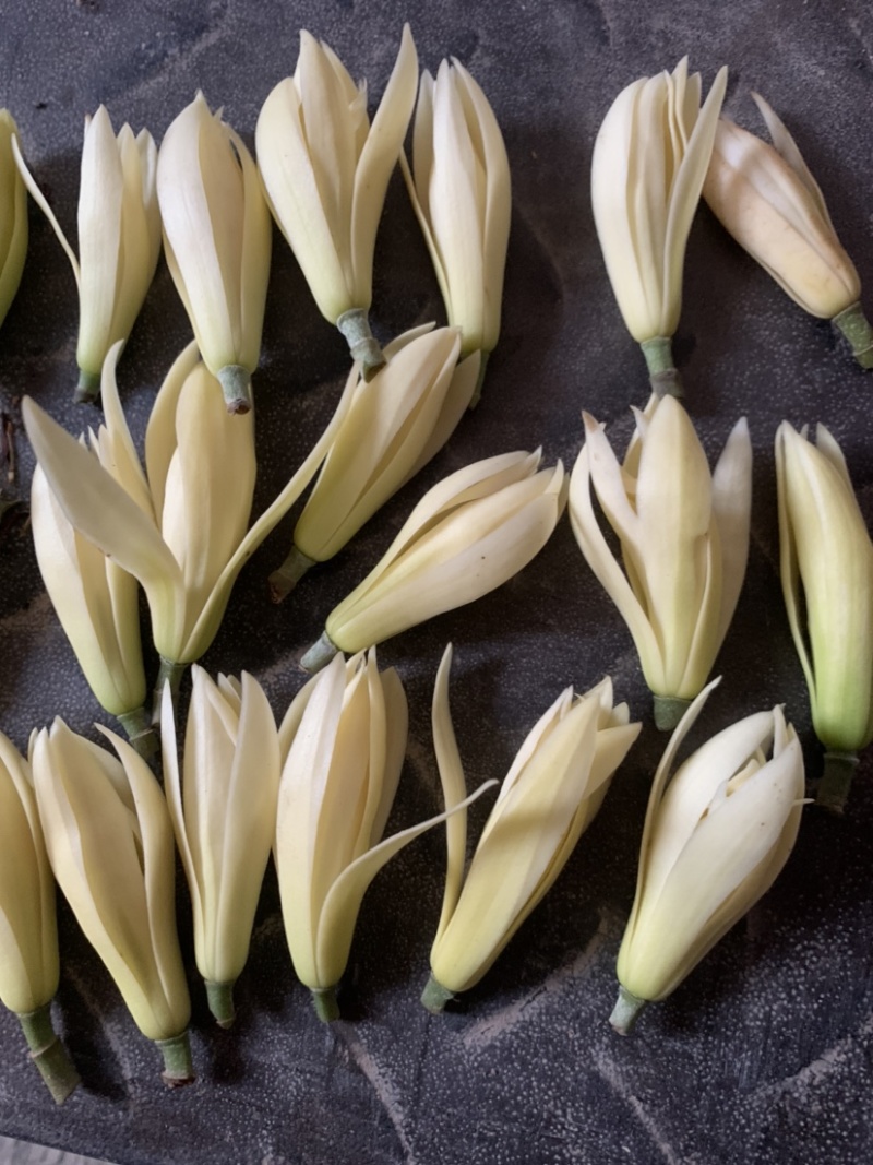 黄桷兰鲜花花朵新鲜采摘