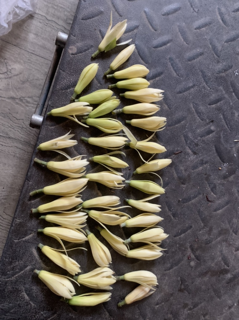 黄桷兰鲜花花朵新鲜采摘