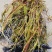 高产早熟红菱角苗正式销售，有需要的老板预购从速联系我。