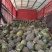 云南菠萝/云南无眼凤梨/金钻凤梨/香水菠萝日供应2万斤