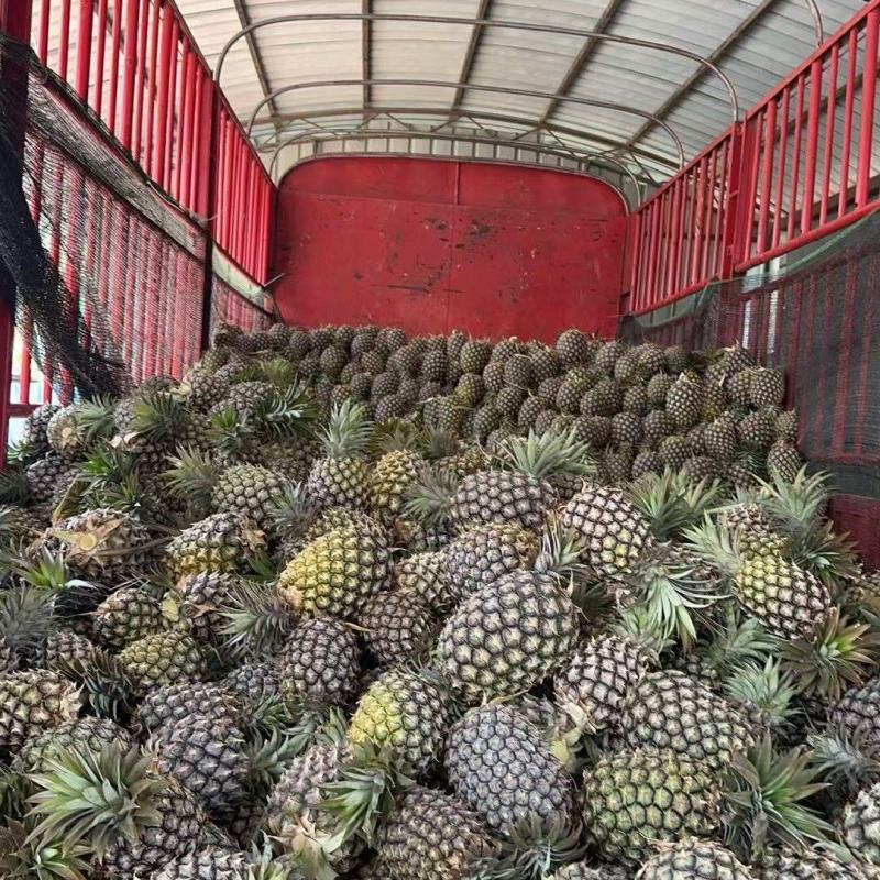 云南菠萝/云南无眼凤梨/金钻凤梨/香水菠萝日供应2万斤