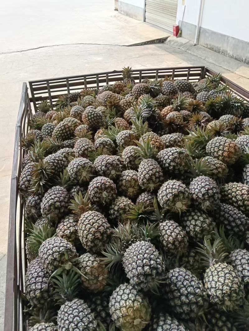 云南菠萝/云南无眼凤梨/金钻凤梨/香水菠萝日供应2万斤
