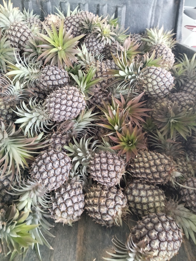 云南菠萝/云南无眼凤梨/金钻凤梨/香水菠萝日供应2万斤