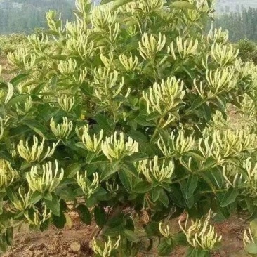 金银花苗