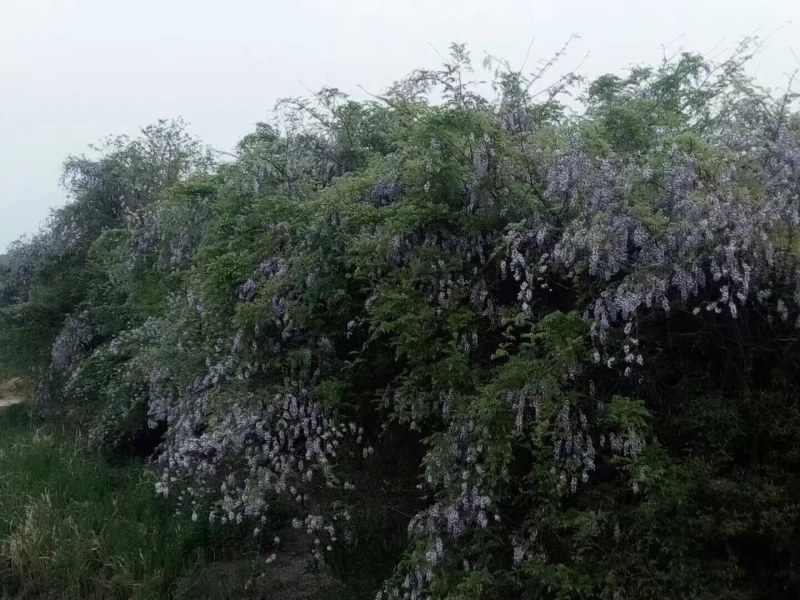 紫藤花