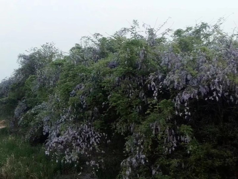 紫藤花