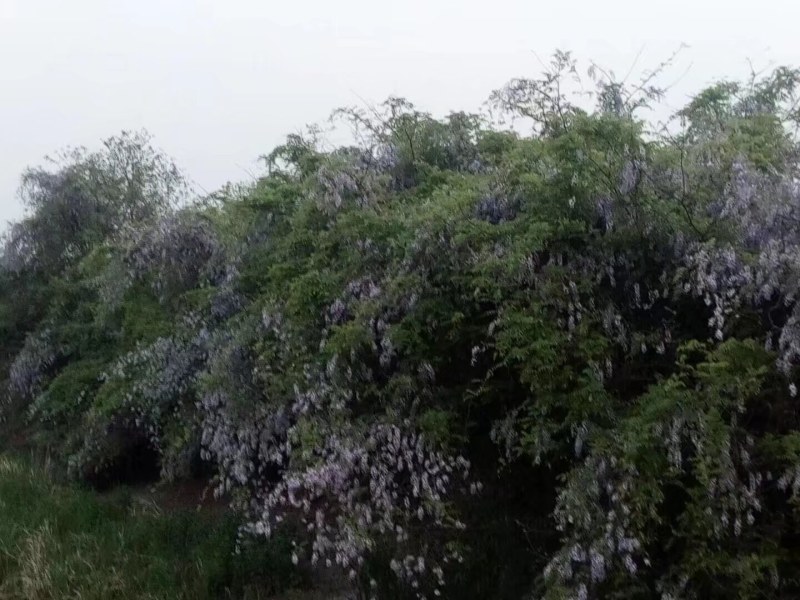 紫藤花