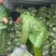 浙江甘蓝绿甘蓝包心菜萧山甘蓝兰州包中甘21保质保量