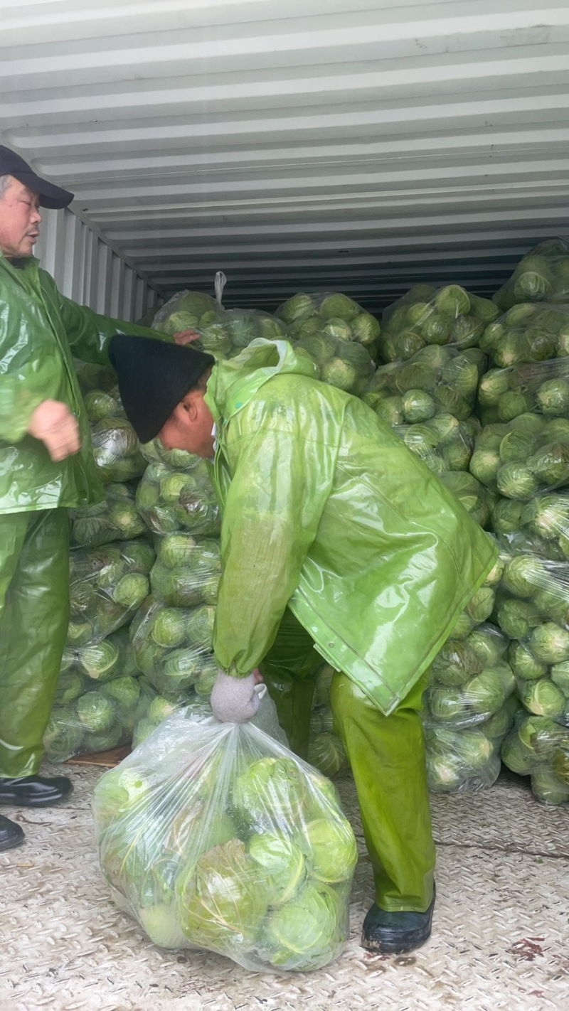 浙江甘蓝绿甘蓝包心菜萧山甘蓝兰州包中甘21保质保量