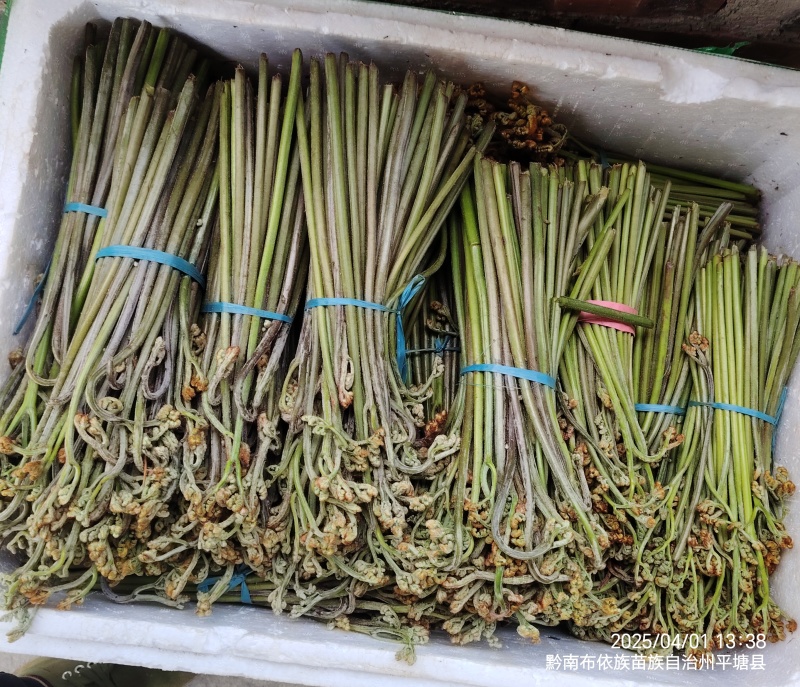 蕨菜