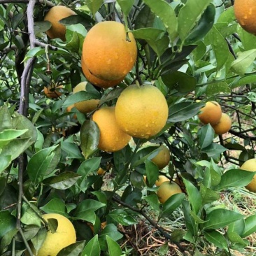 夏橙