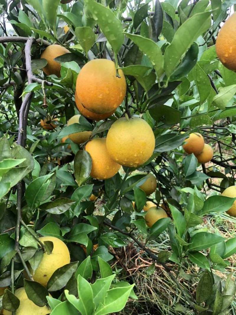 夏橙