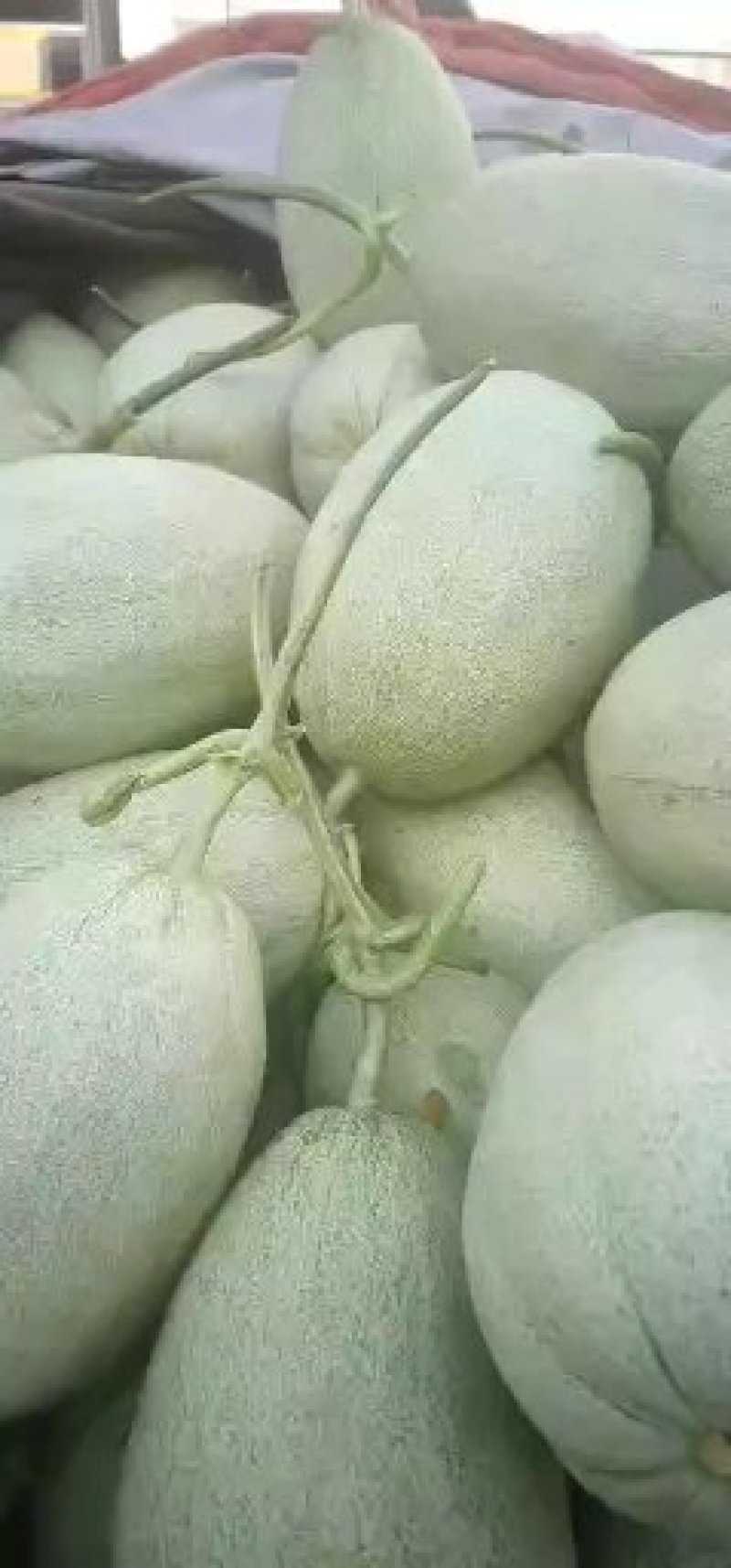甜瓜