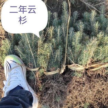 东北二年云杉小苗成活率好，品种好价格不贵。