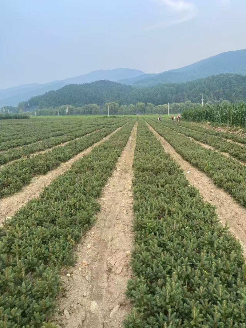 东北二年云杉小苗成活率好，品种好价格不贵。