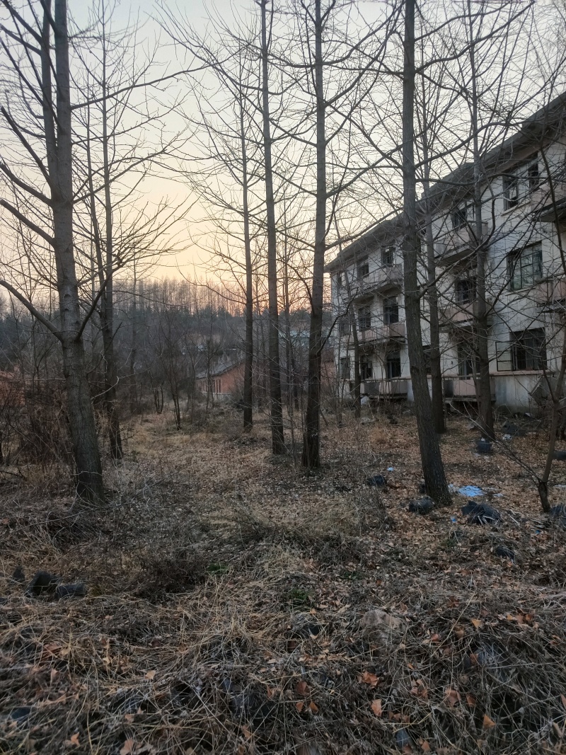 银杏树