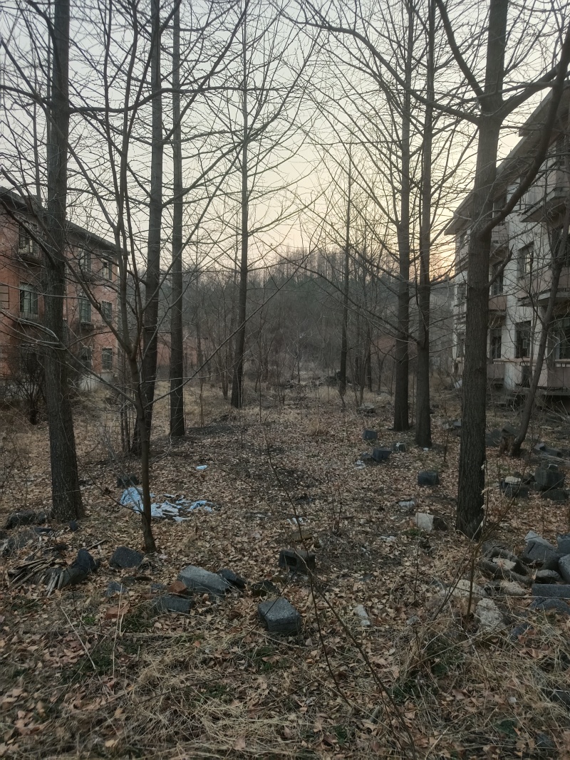 银杏树