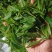 野生红茶