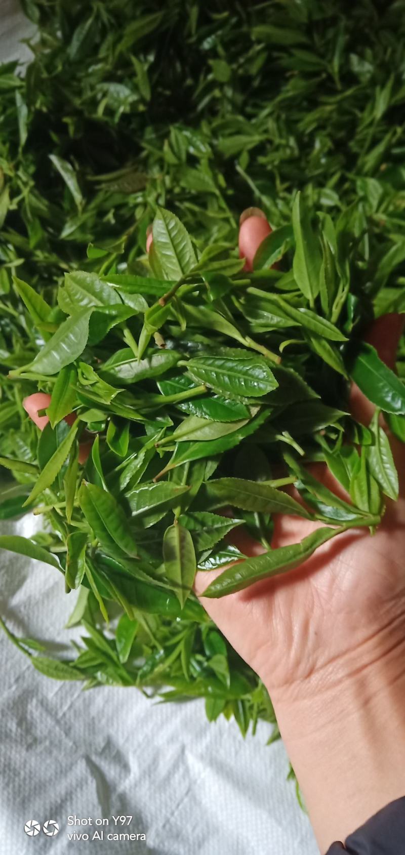 野生红茶