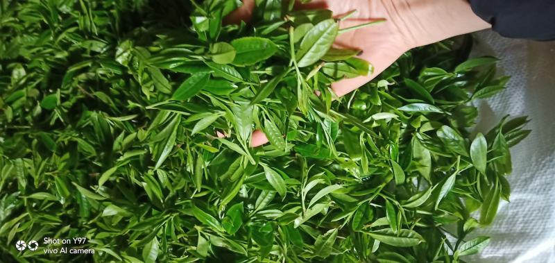 野生红茶