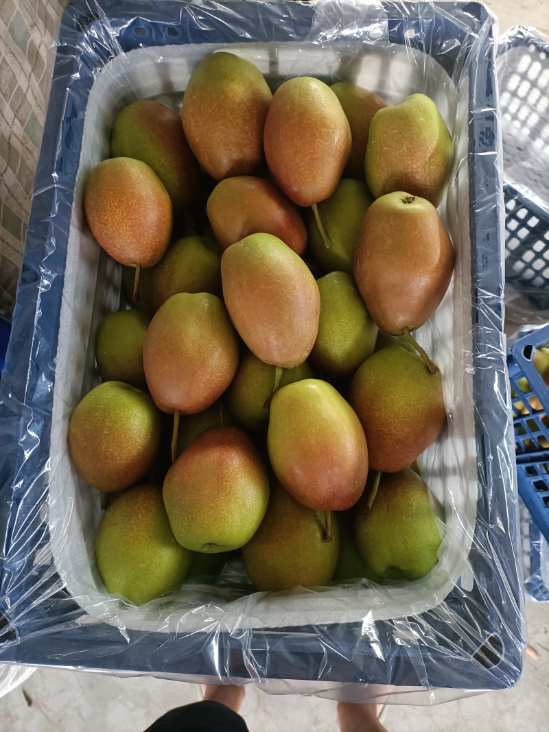 红香酥梨！脆甜可囗！