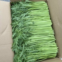 【推荐】精品小叶茼蒿现摘现发货源充足，欢迎来电洽谈