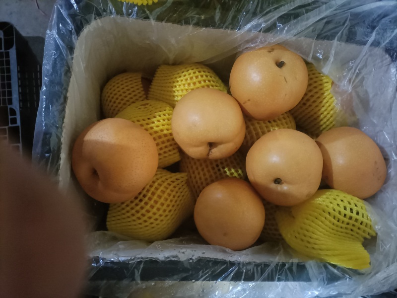 秋月梨！甘甜可囗，品质**！