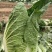 精品黄心白菜，湖北荆门基地直发，量大从优