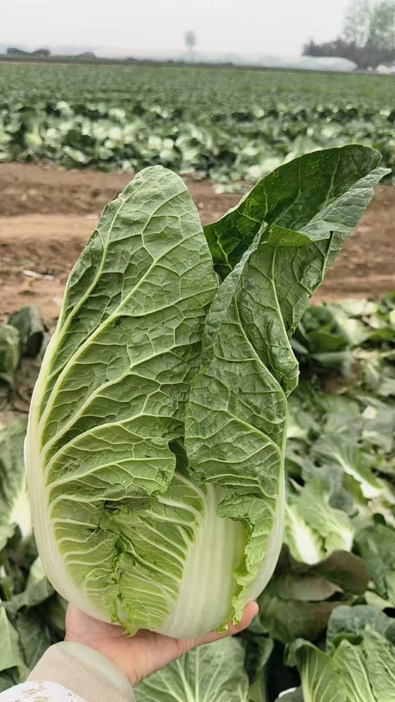 精品黄心白菜，湖北荆门基地直发，量大从优