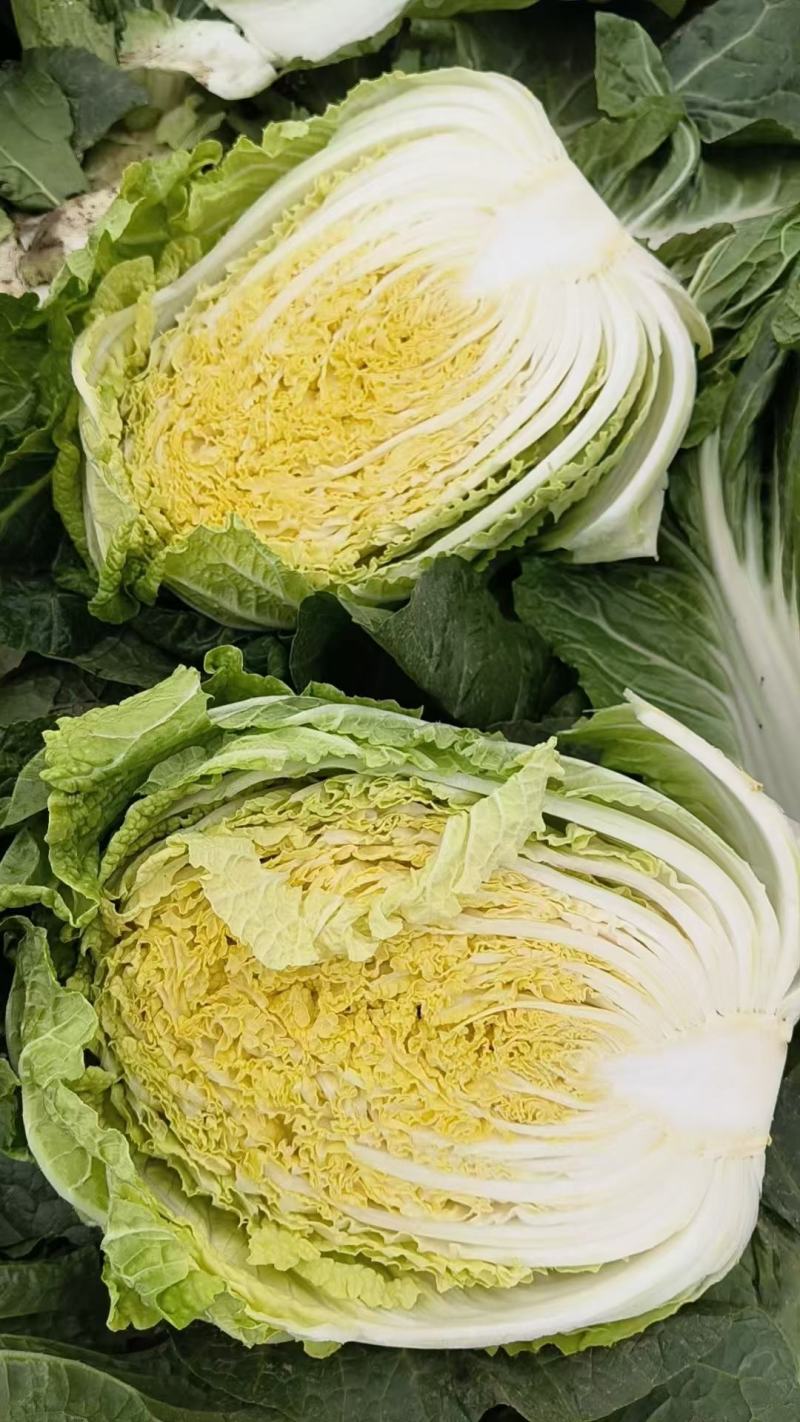 精品黄心白菜，湖北荆门基地直发，量大从优