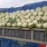精品黄心白菜，湖北荆门基地直发，量大从优