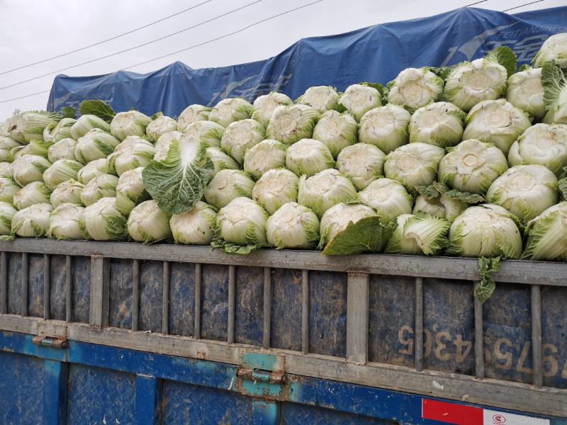 精品黄心白菜，湖北荆门基地直发，量大从优