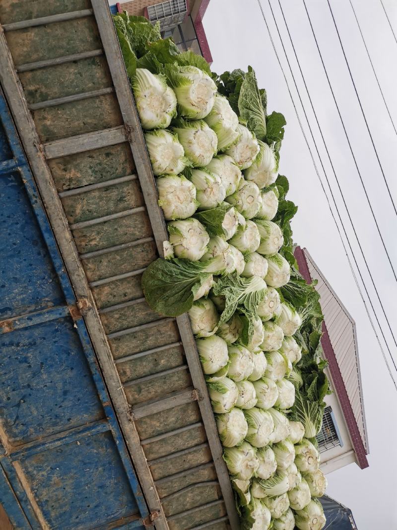 精品黄心白菜，湖北荆门基地直发，量大从优