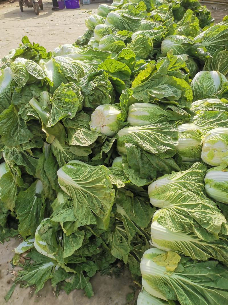 精品黄心白菜，湖北荆门基地直发，量大从优