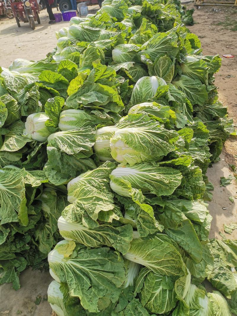 精品黄心白菜，湖北荆门基地直发，量大从优