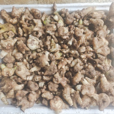 白及，鲜货白芨，三角白及，纯野生，大山深处的原生态白及