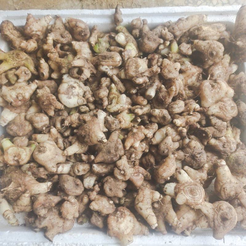 白及，鲜货白芨，三角白及，纯野生，大山深处的原生态白及