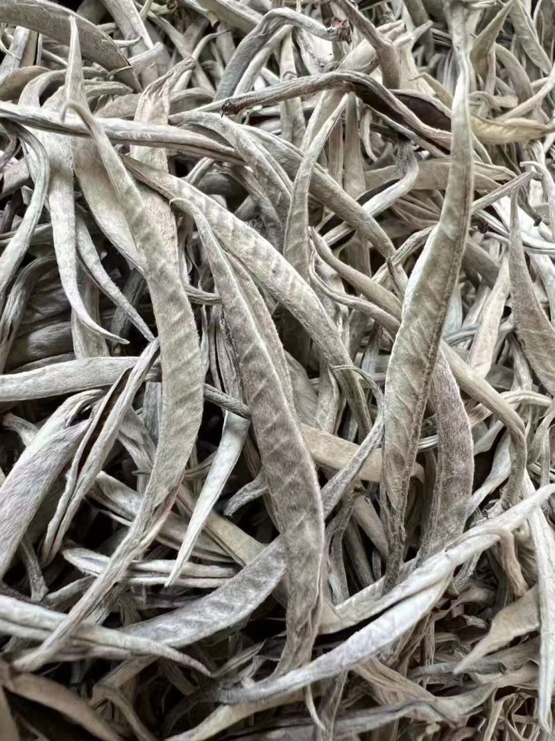 大树茶古树茶