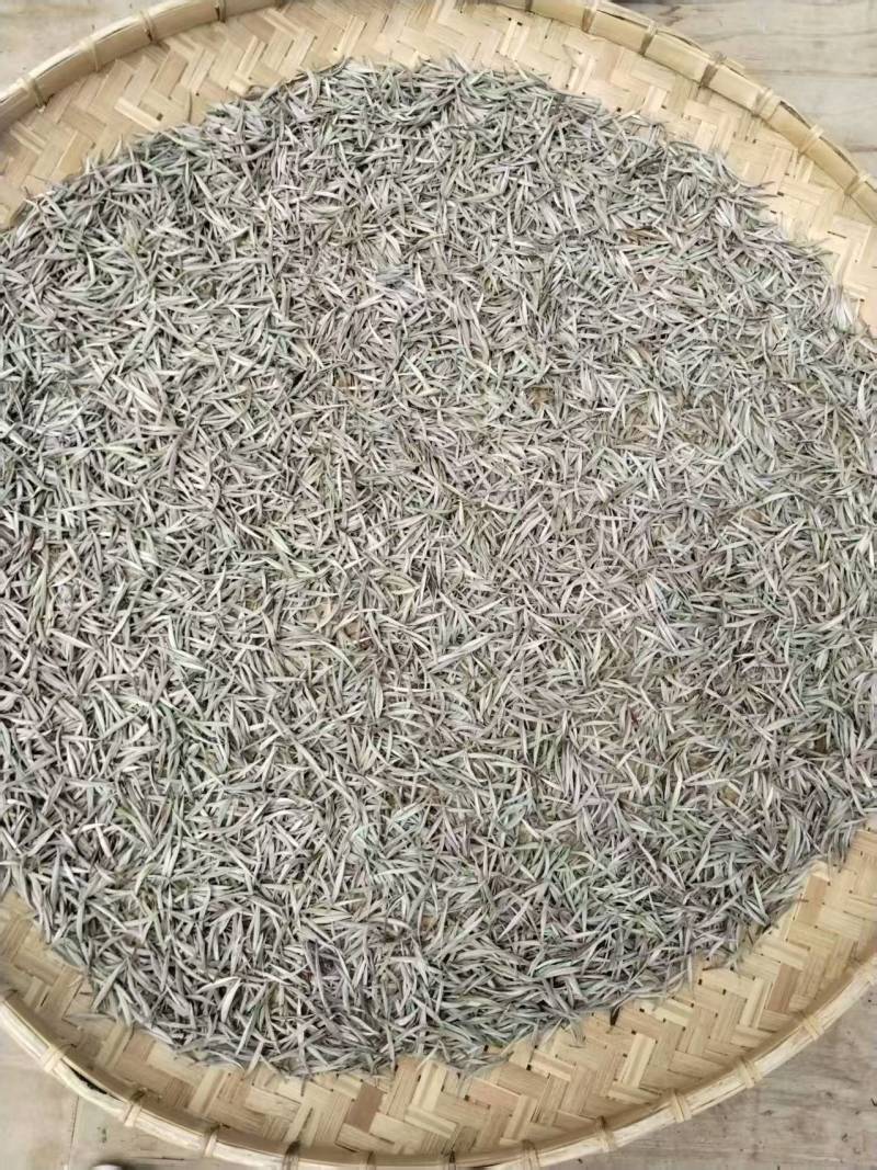大树茶古树茶