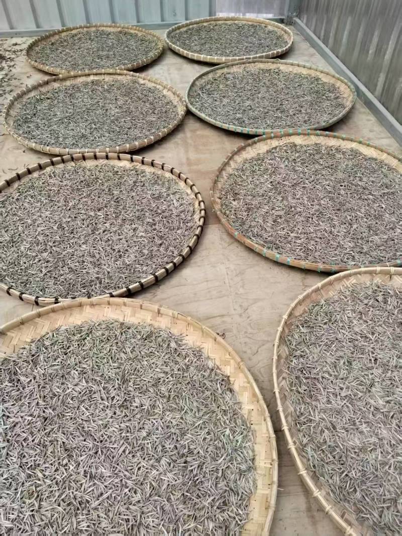 大树茶古树茶