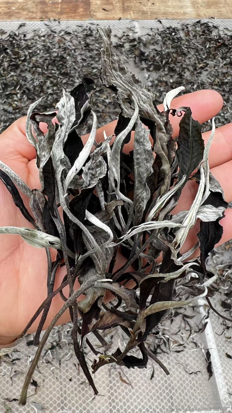 大树茶古树茶