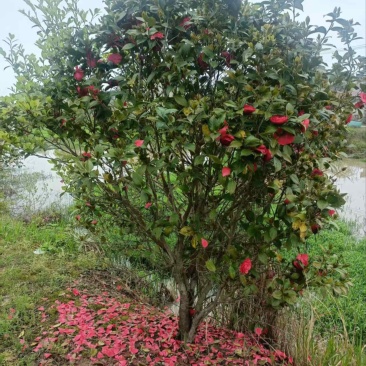 茶花）邹家苗圃基地大量供应大小不一的茶花品种保证品质诚信