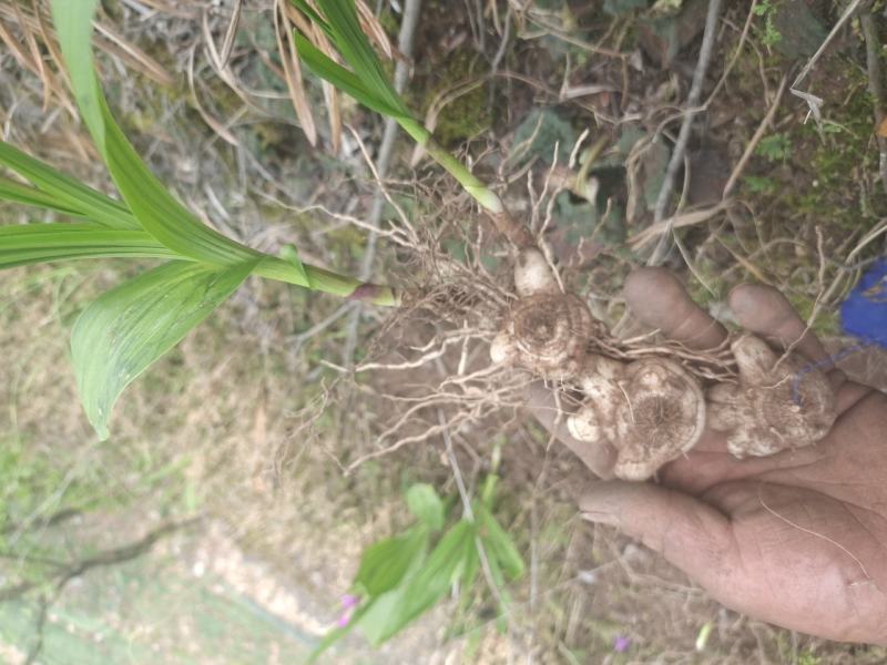 白及，鲜货白芨，三角白及，纯野生，大山深处的原生态白及