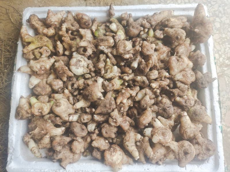 白及，鲜货白芨，三角白及，纯野生，大山深处的原生态白及