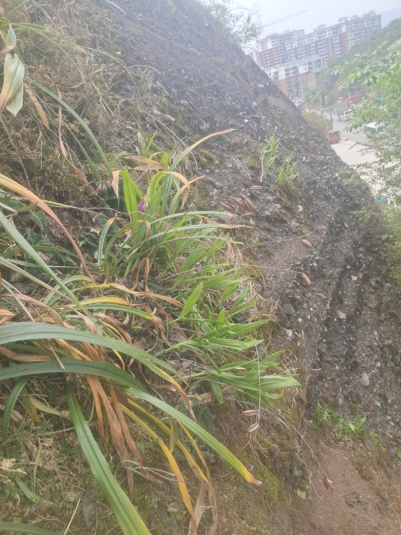 白及，鲜货白芨，三角白及，纯野生，大山深处的原生态白及