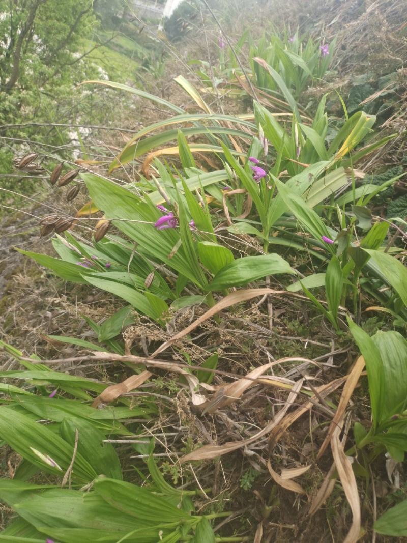 白及，鲜货白芨，三角白及，纯野生，大山深处的原生态白及