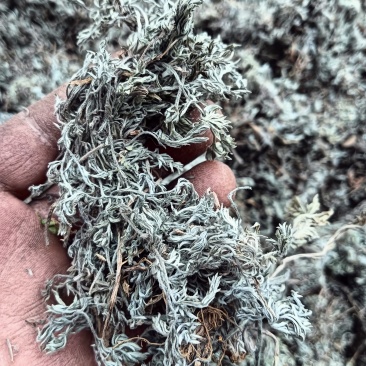 甘肃省庆阳市前期茵陈
