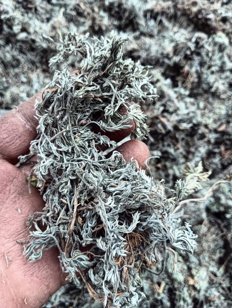 甘肃省庆阳市前期茵陈