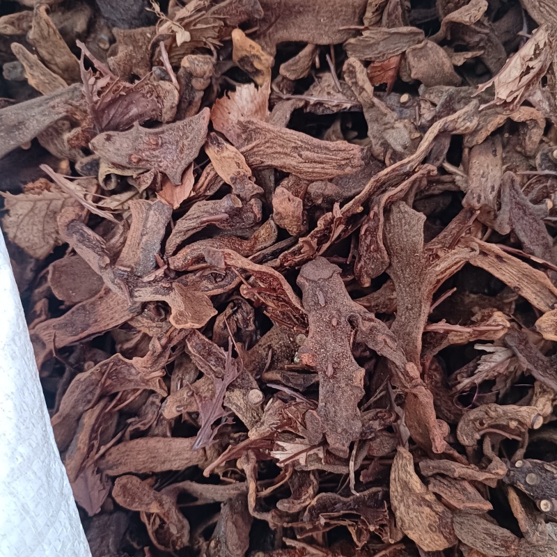 骨碎补