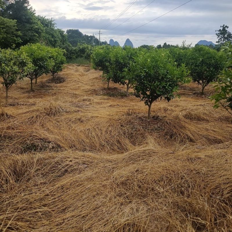 农爱耘80%2甲4氯钠草甘膦死根烂根公路荒地杂草开荒除草